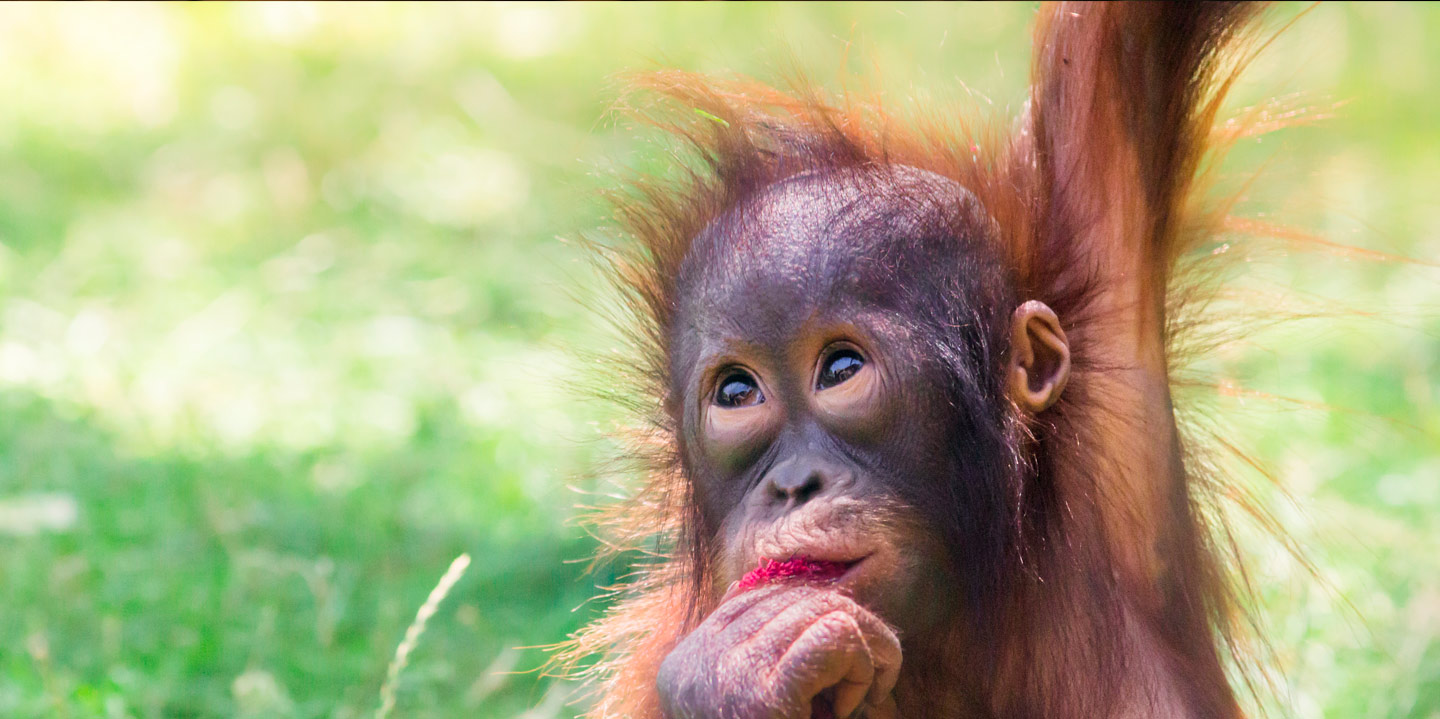 Hutan y Zoo, protección del orangután
