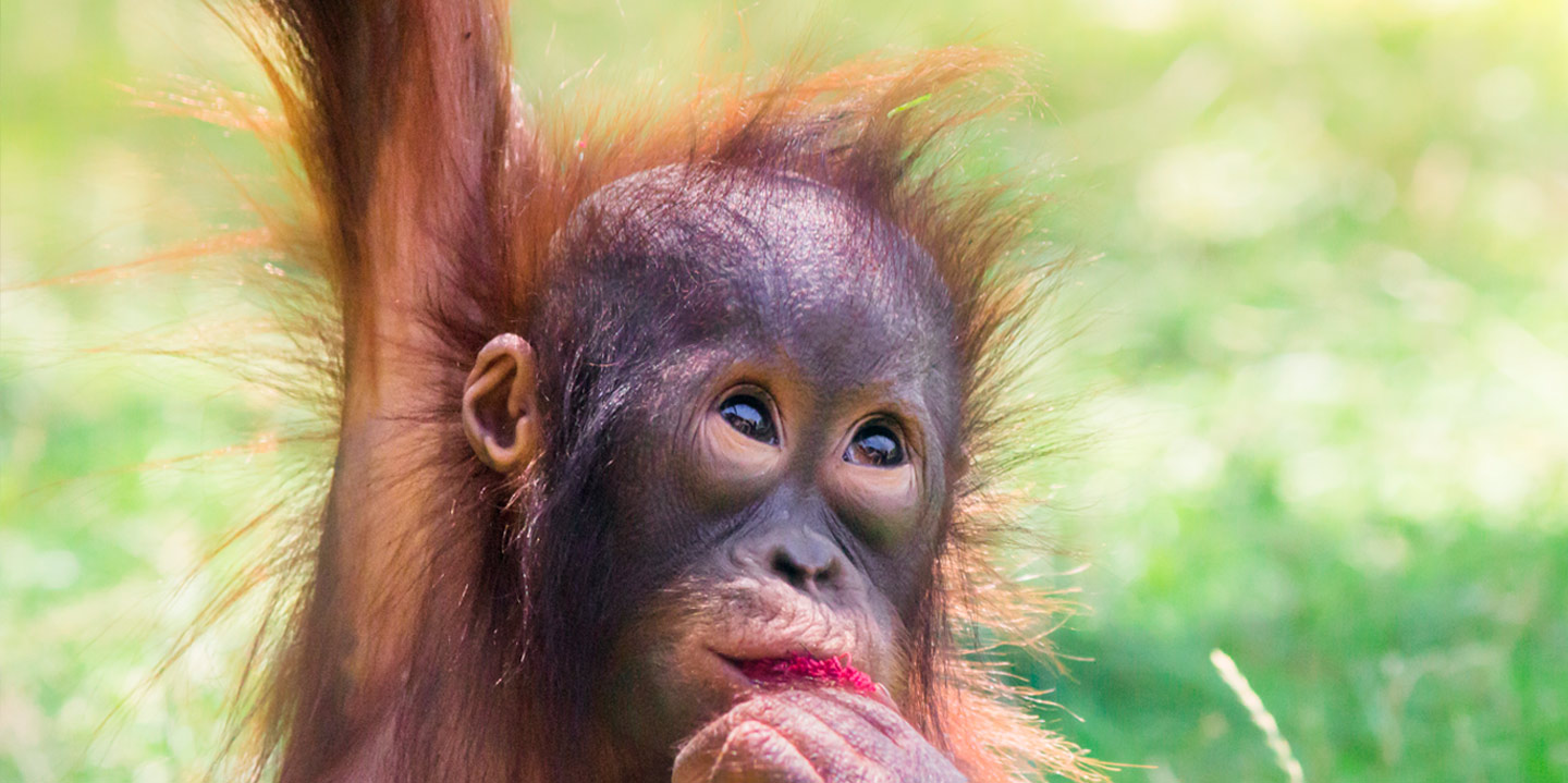 Hutan y Zoo, protección del orangután