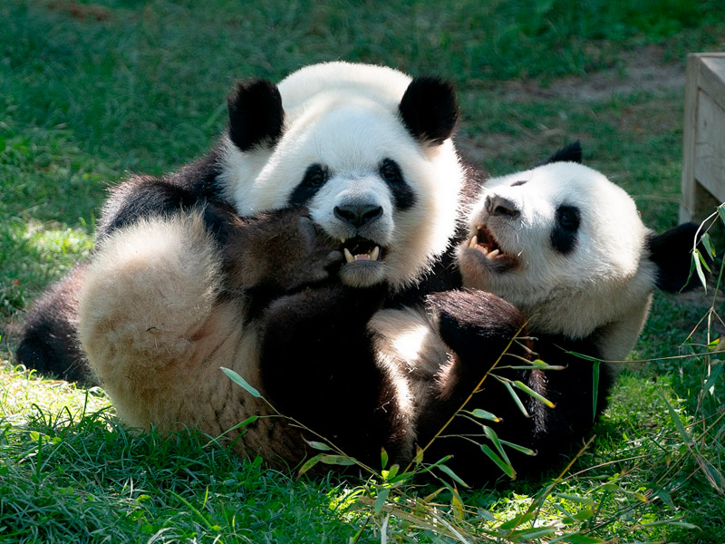 pandas-zoo-madrid-principal