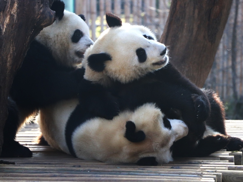 pandas-zoo-madrid-principal