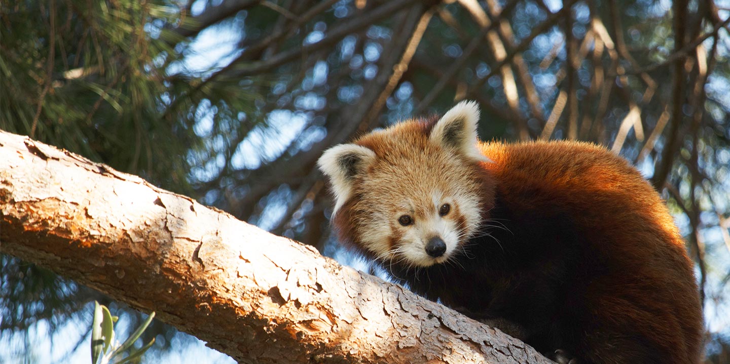 Zoo y Red Panda Network