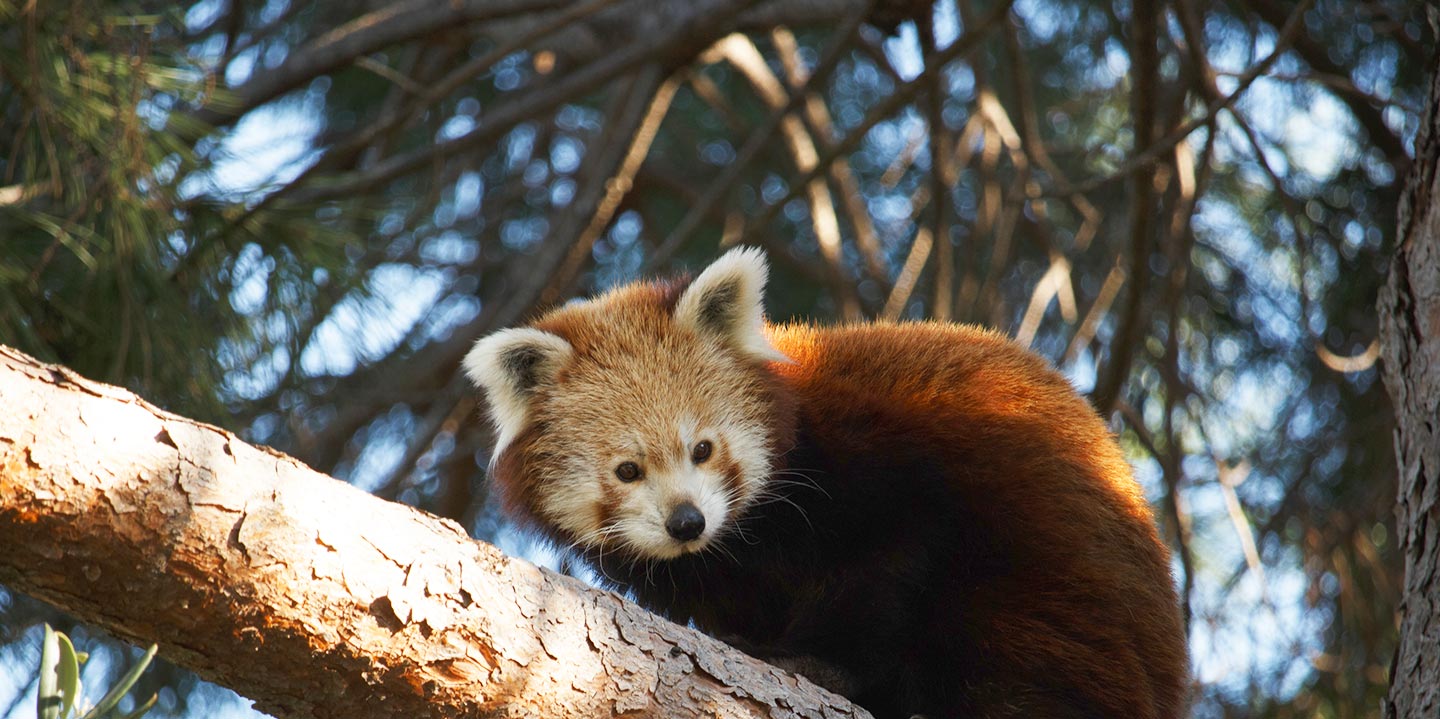 Zoo y Red Panda Network