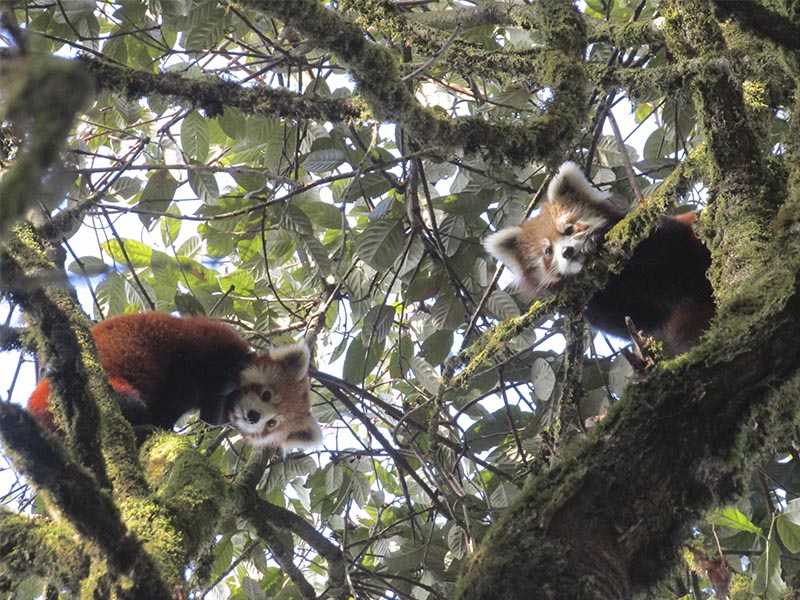Panda rojo. Imagen de Red Panda Network