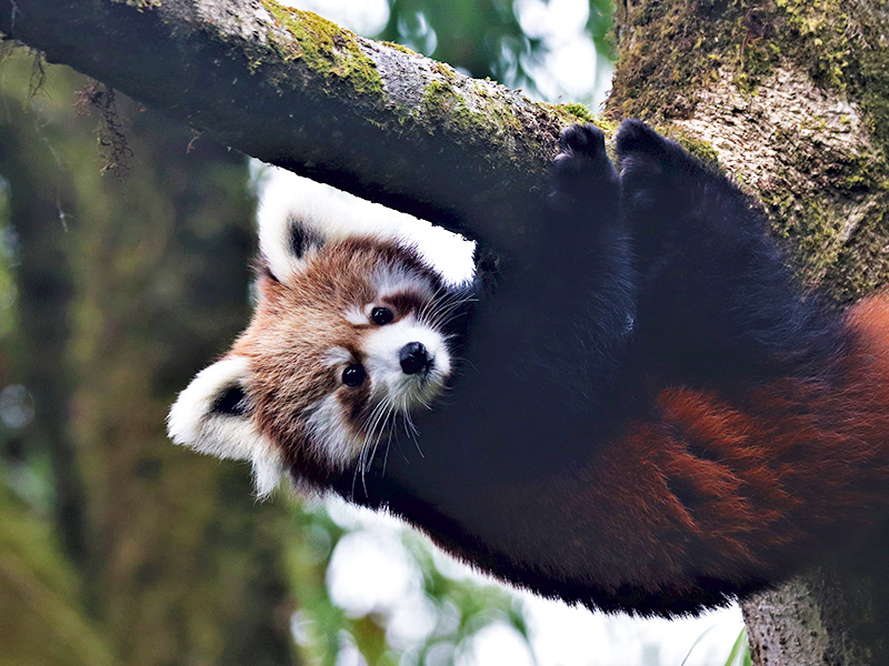 Panda rojo. Imagen de Red Panda Network