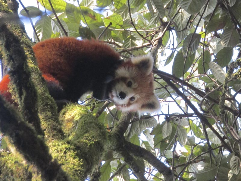 Panda rojo. Imagen de Red Panda Network