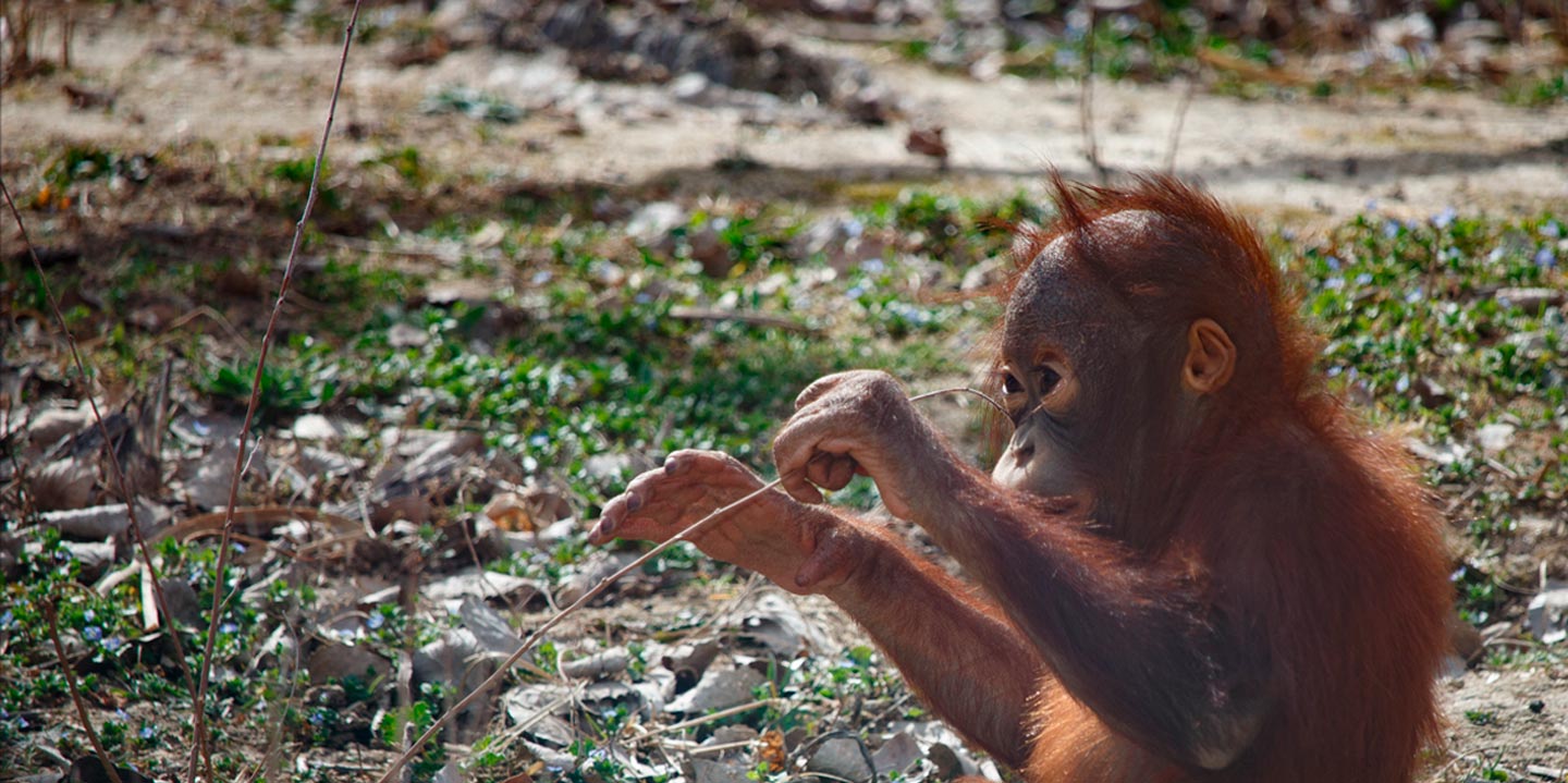 Ven a conocer a los orangutanes de Zoo Aquarium de Madrid