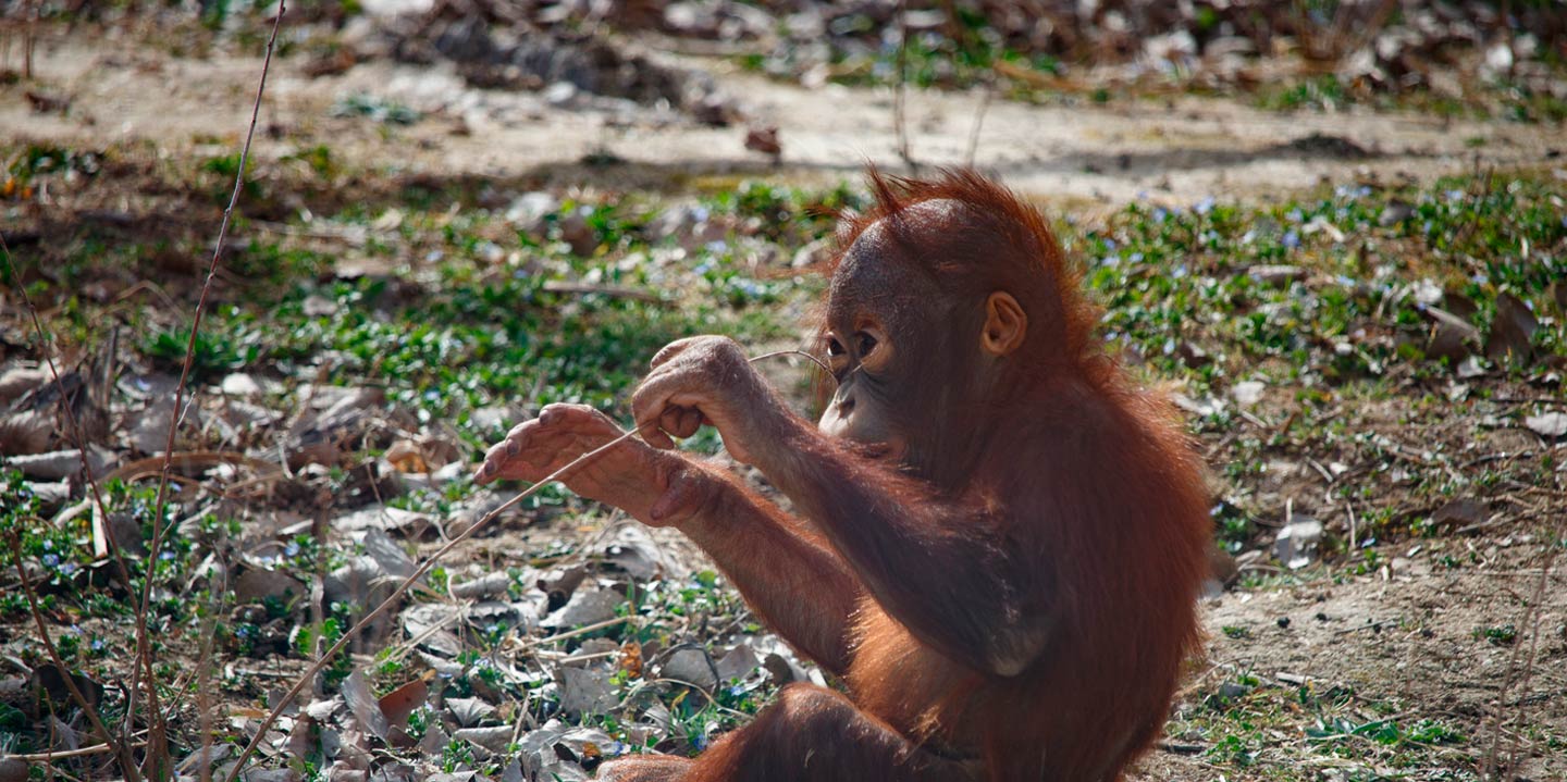 Ven a conocer a los orangutanes de Zoo Aquarium de Madrid