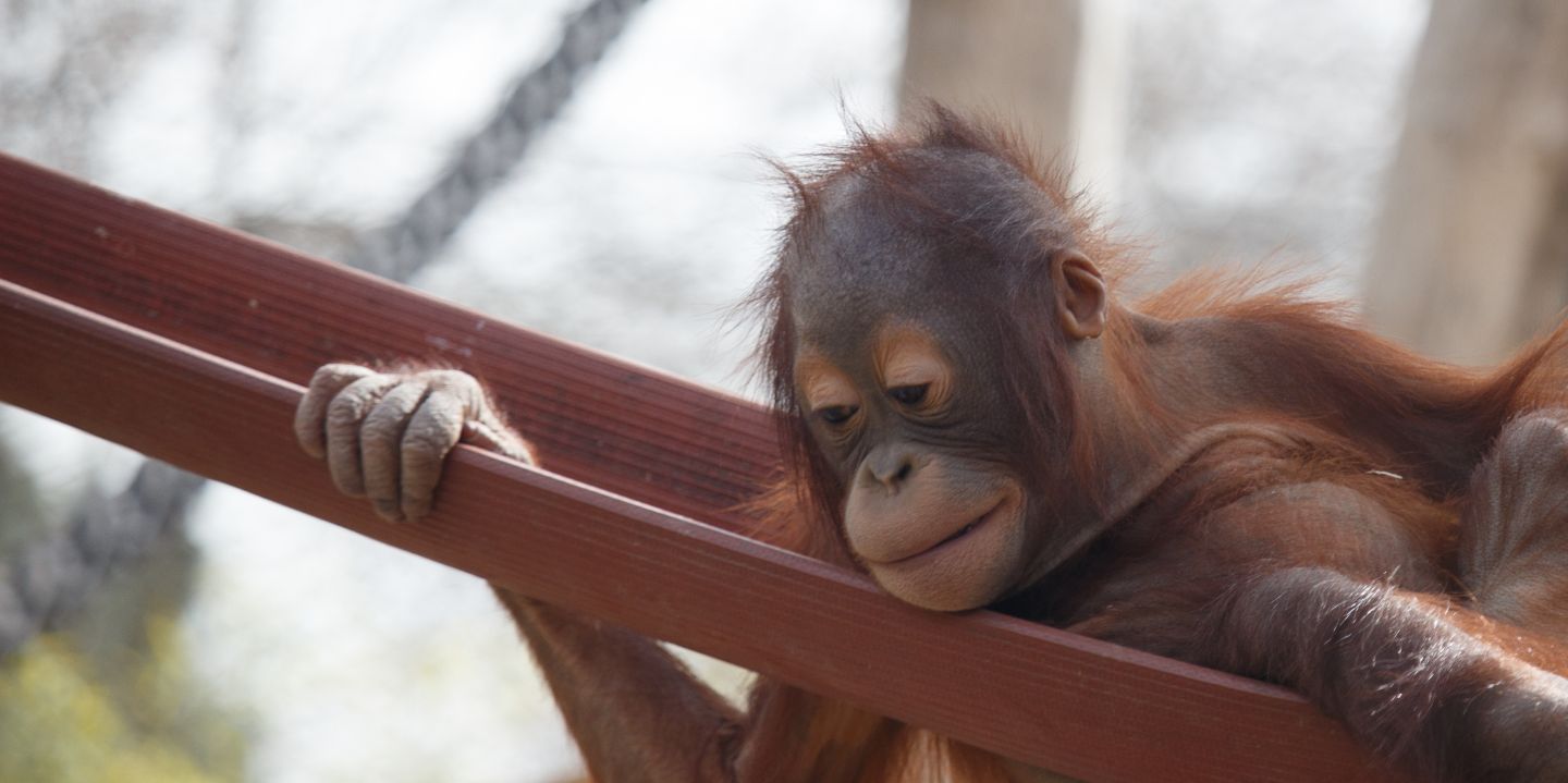 Orangutan Caring Week 2025