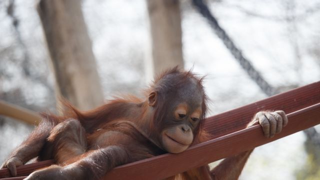 Orangutan Caring Week 2025