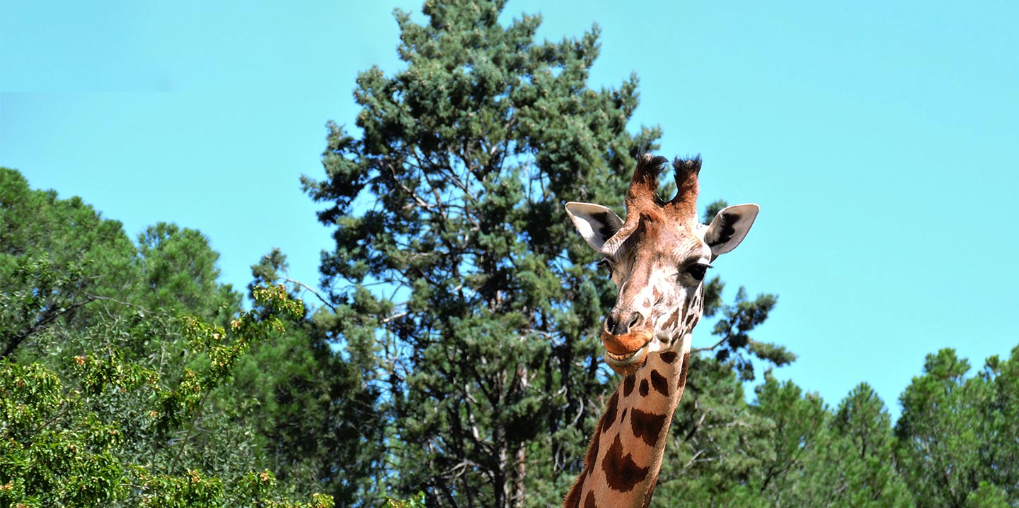Vive un día único en Zoo Aquarium de Madrid