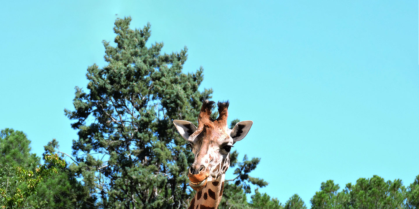 Vive un día único en Zoo Aquarium de Madrid