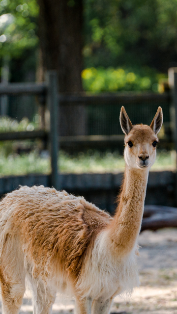 Mes de la Biodiversidad de Perú en Zoo Aquarium Madrid