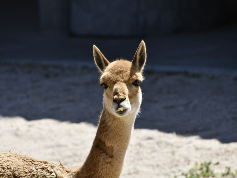 Mes de la Biodiversidad de Perú en Zoo Aquarium Madrid