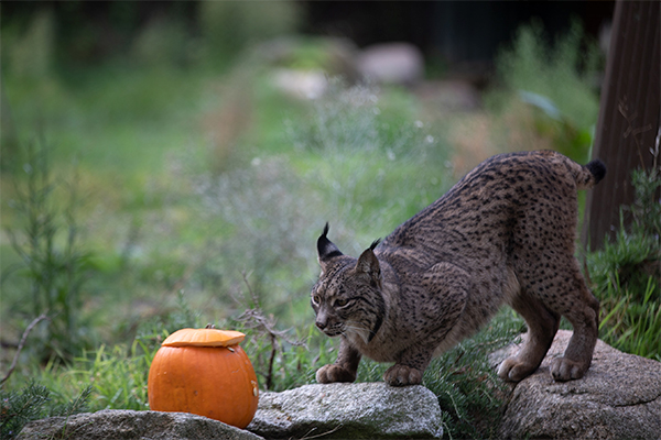 Zoo de Madrid celebra Halloween con calabazas para rinocerontes, osos panda y elefantes