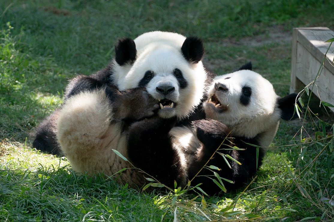 El Zoo de Madrid celebra el segundo cumpleaños de los gemelos panda You You y Jiu Jiu