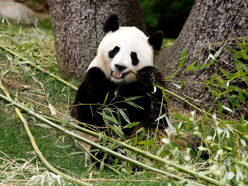 Zoo de Madrid acoge los talleres infantiles “La casa del panda”