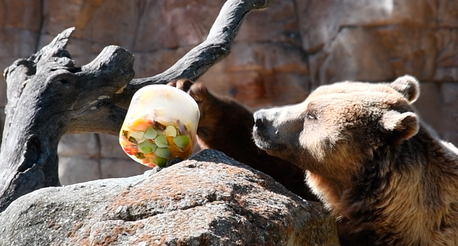 Polos y duchas refrescantes para los animales del Zoo de Madrid durante el verano