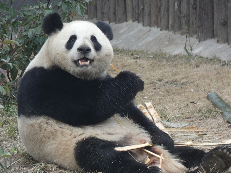 Una nueva pareja de pandas llegará a Zoo Aquarium de Madrid a finales de este mes de abril