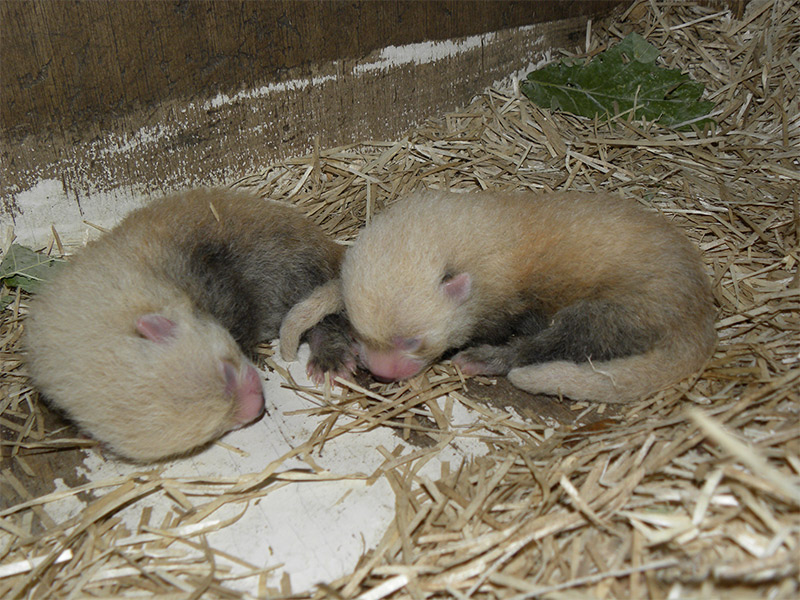 Zoo de Madrid celebra el Día Internacional del Panda Rojo con el nacimiento de dos nuevas crías