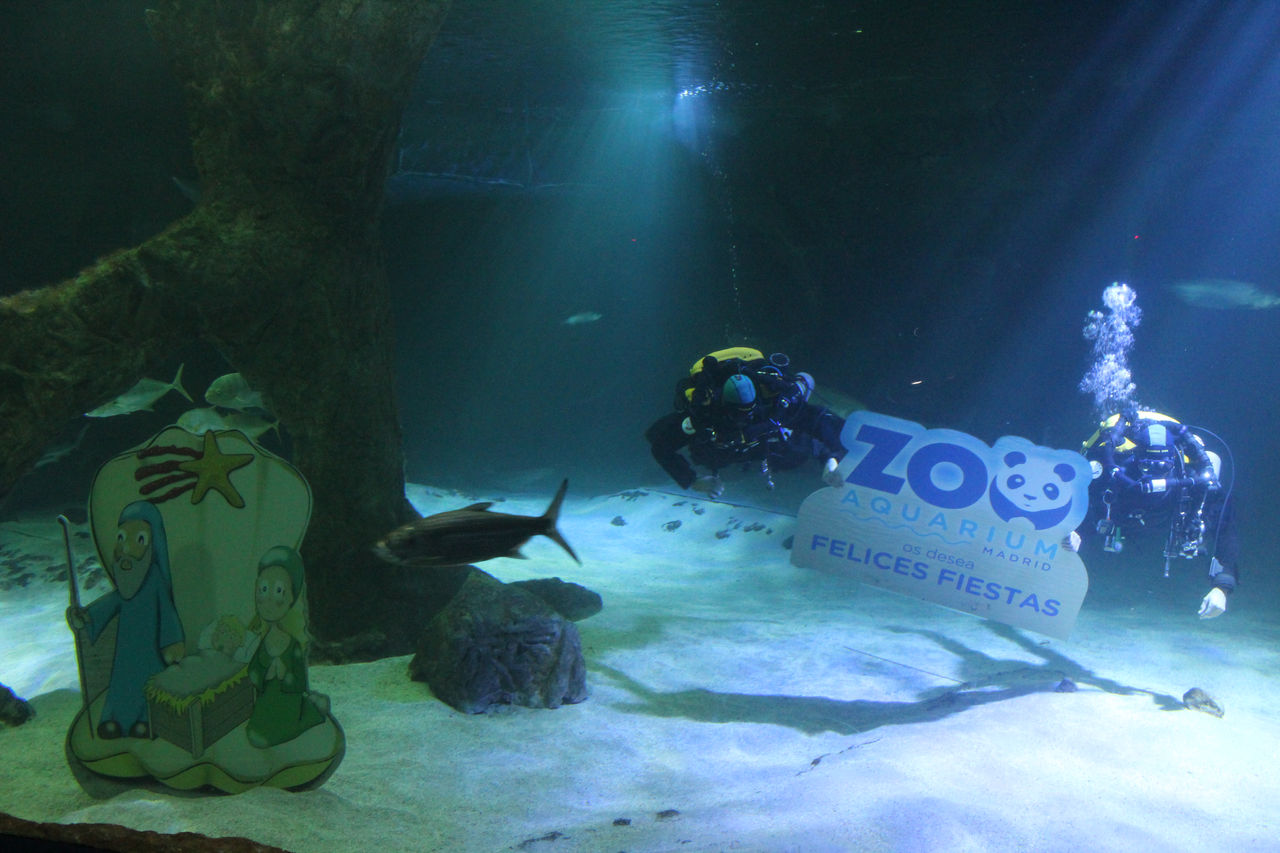 El Zoo de Madrid estrena Navidad con Belén acuático de tiburones y exposición solidaria en favor del Autismo