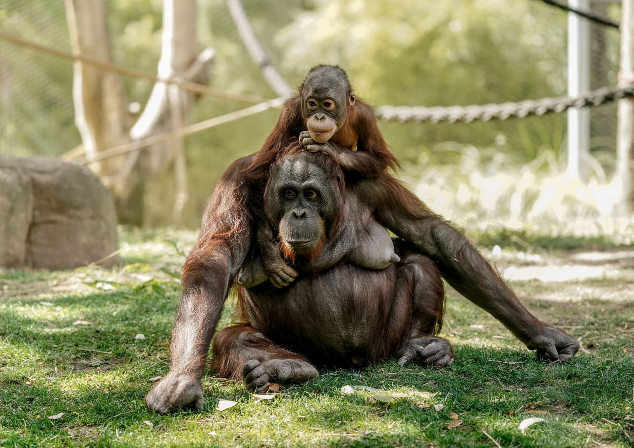 Zoo Aquarium de Madrid se suma a la Semana del Cuidado Orangután