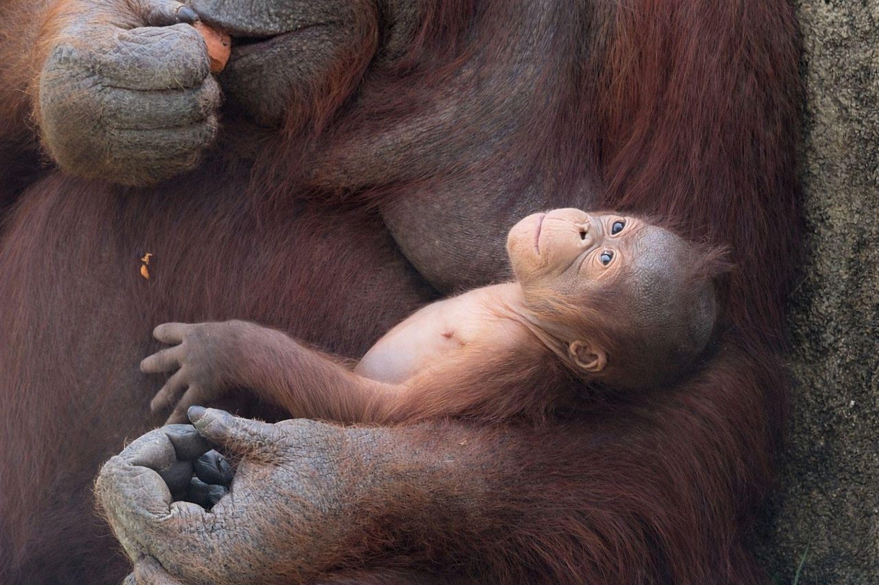 Nace un orangután de Borneo en Zoo Aquarium de Madrid, especie en ...
