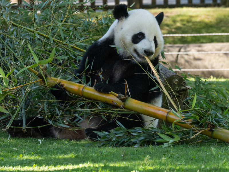 El Zoo de Madrid celebra este fin de semana el sexto cumpleaños  de Jin Xi y Zhu Yu, la única pareja de pandas gigantes de España