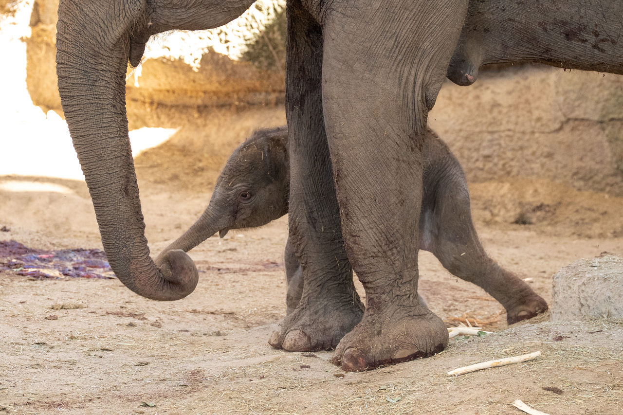 Nace un elefante de Sumatra en Zoo Aquarium de Madrid, especie en Peligro Crítico de extinción 