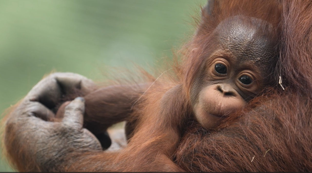 Los animales del Zoo se refrescan con polos y dietas adaptadas al verano