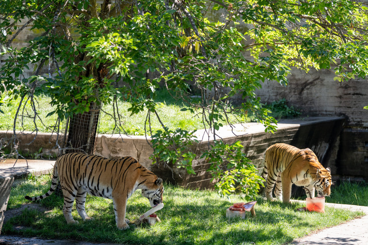 Los animales del Zoo se refrescan con polos y dietas adaptadas al verano