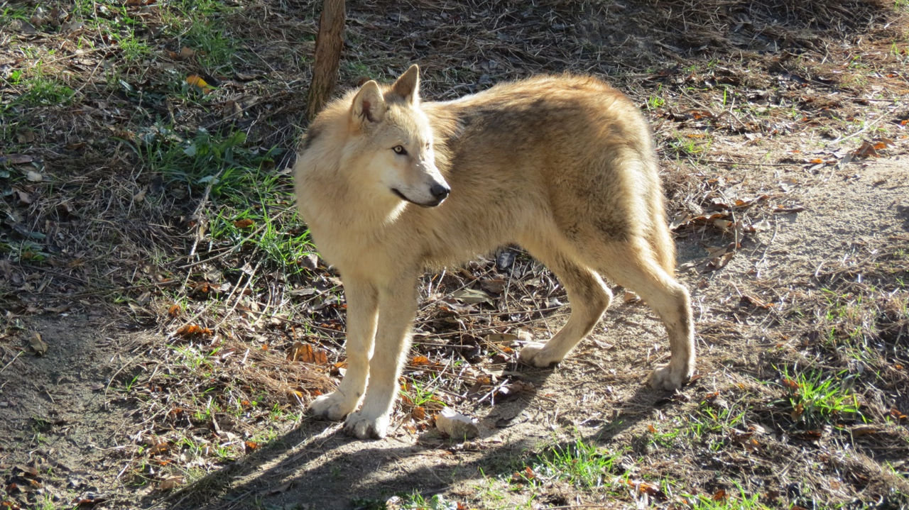 Zoo Aquarium de Madrid y Faunia participan en un estudio nacional para analizar cómo reaccionan los animales ante el eclipse total de sol del 12 de agosto 