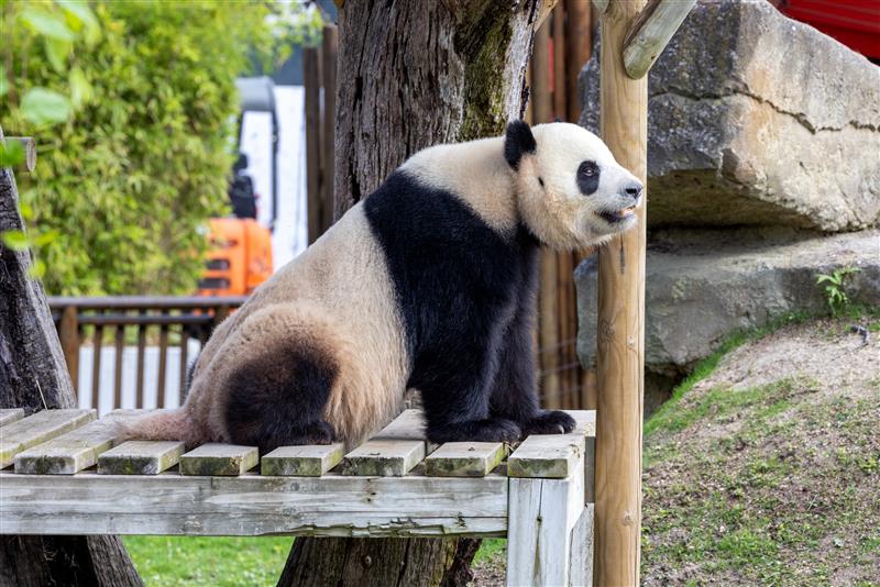La joven pareja de pandas Jin Xi y Zhu Yu, embajadora de la especie en la capital, se convierte en uno de los ejes de la celebración.