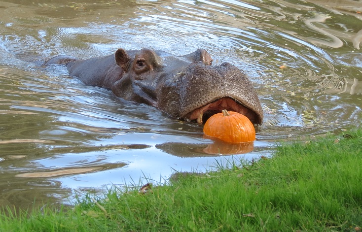 Zoo de Madrid celebra Halloween con desayunos de calabazas para los grandes mamíferos terrestres