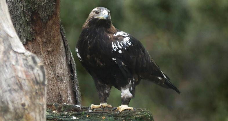 Llega a Zoo Aquarium de Madrid un águila imperial cedida por el CRAS de la Comunidad de Madrid