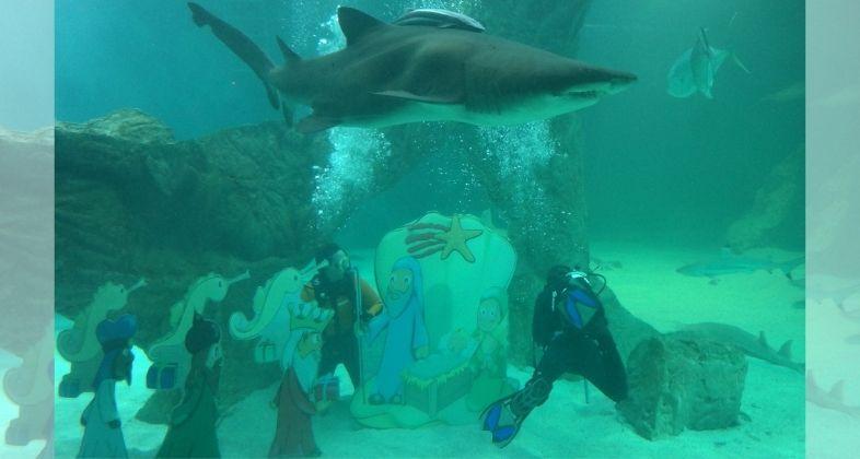 Zoo Aquarium de Madrid inaugura la Navidad con su tradicional Belén de tiburones