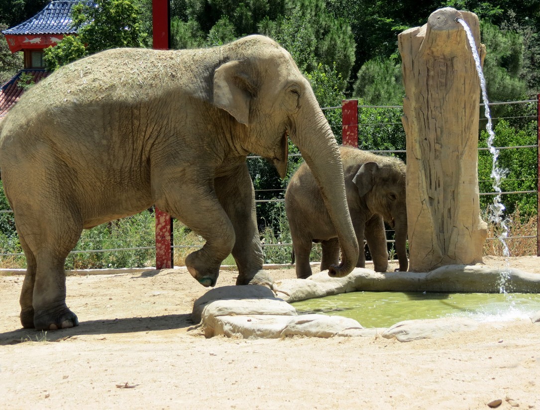 Buba, el elefante asiático de Zoo Aquarium de Madrid, emprende su primer viaje