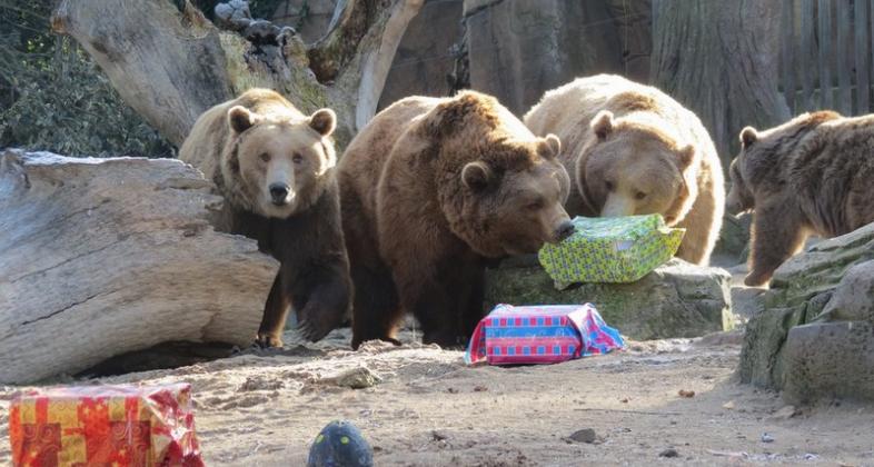 Zoo Aquarium de Madrid vive la magia de los campamentos de Navidad a partir del 23 de diciembre