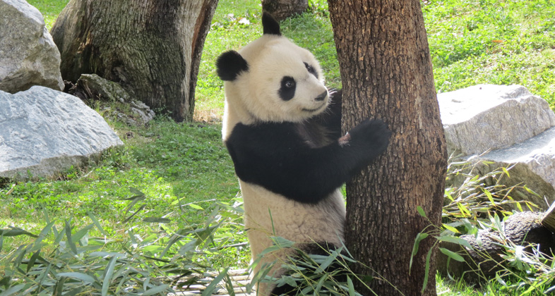 Chulina, Pilar y Vera protagonistas de una Semana Santa para toda la familia en Zoo Aquarium de Madrid