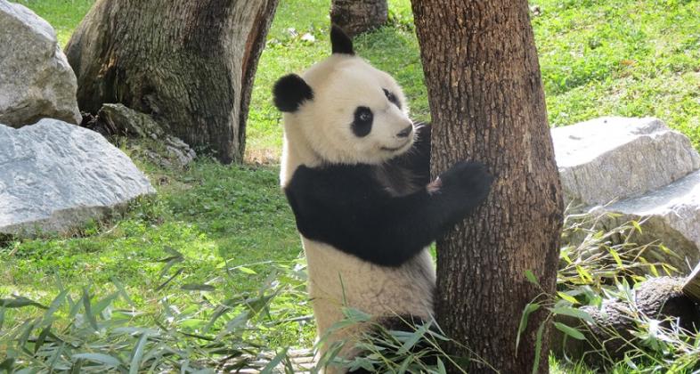 Zoo Aquarium de Madrid celebra el segundo cumpleaños de Chulina, la cría de panda gigante