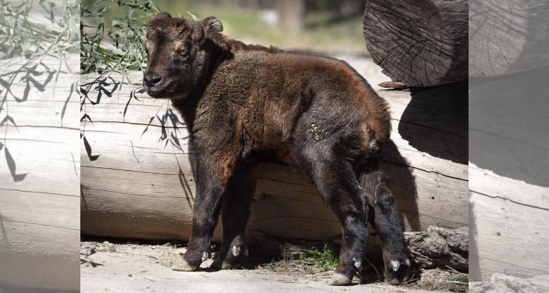 Esta Semana Santa, disfruta la primavera en Zoo Aquarium de Madrid