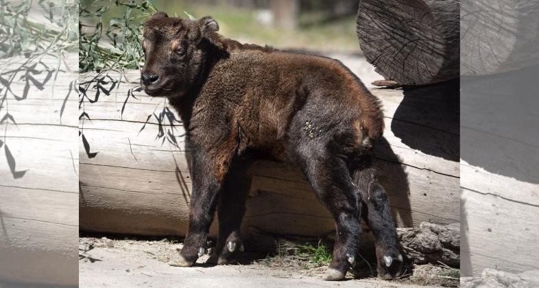 Esta Semana Santa, disfruta la primavera en Zoo Aquarium de Madrid