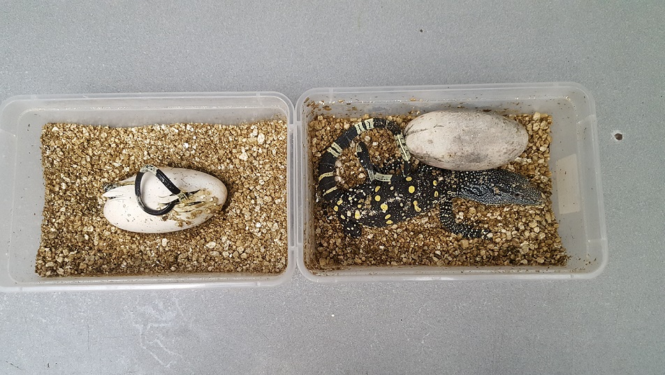 El pabellón de Naturaleza Misteriosa de Zoo Aquarium de Madrid celebra el nacimiento de cinco varanos cocodrilos