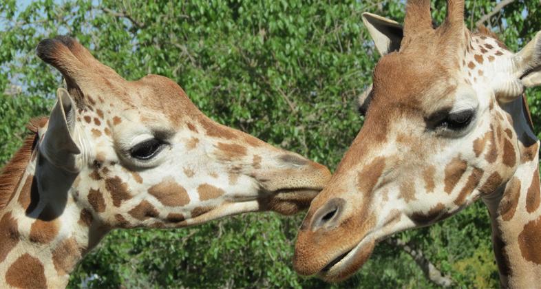 Zoo Aquarium de Madrid celebra el Día Mundial de la Jirafa