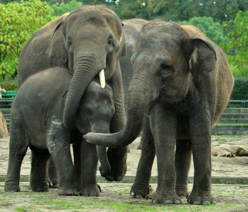 Llega a Zoo Aquarium de Madrid un grupo de elefantes asiáticos de Sumatra