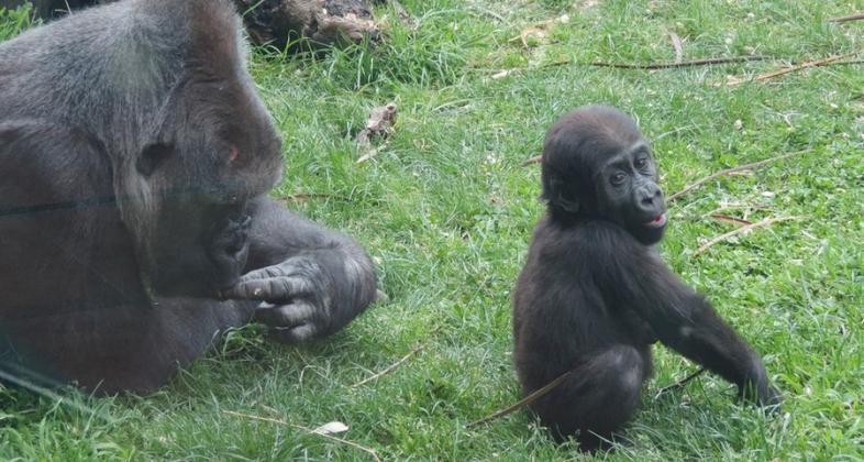 Esta Semana Santa, recicla tu viejo móvil en Zoo Aquarium de Madrid y ayuda a proteger el hábitat de gorilas y chimpancés