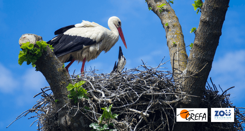 GREFA reintroduce dos pollos de cigüeña común en Zoo Aquarium de Madrid