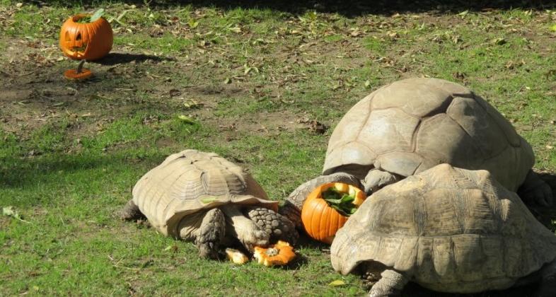 Zoo Aquarium de Madrid celebra Halloween con un plan para toda la familia