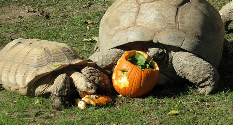 Zoo Aquarium de Madrid celebra Halloween con un plan para toda la familia