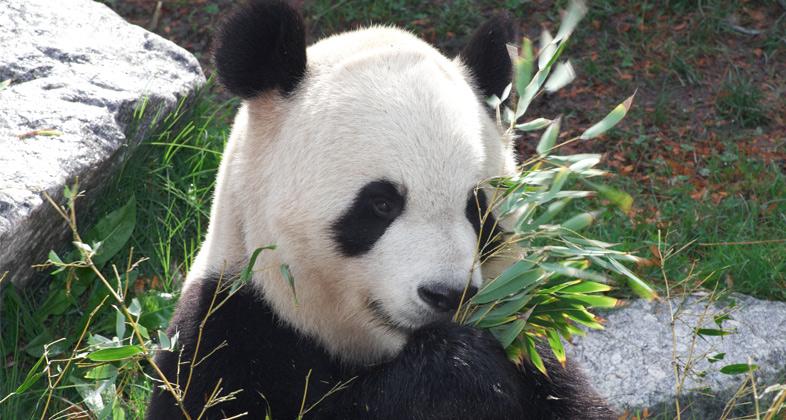 Zoo Aquarium de Madrid confirma que no habrá cría de panda gigante en 2019