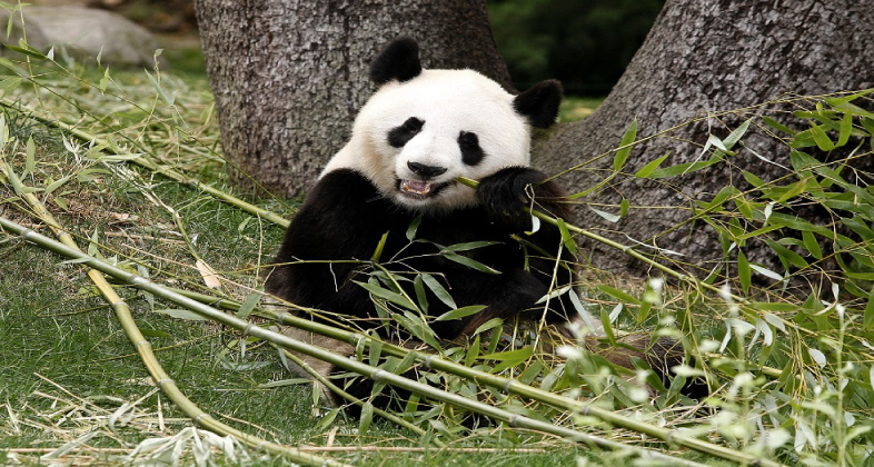 Zoo Aquarium de Madrid acoge, durante Semana Santa, la exposición de figuras “Un panda en mi cole”